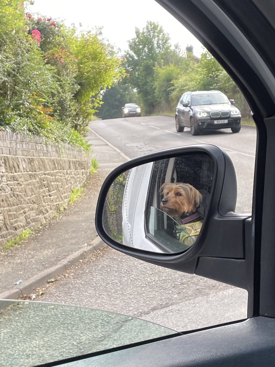 laura_lammy's tweet photo. I blooming love this dog 🐾 https://t.co/0SnUrDvZOc