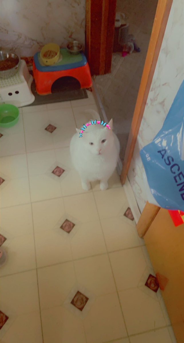 Floppy_the_cat's tweet photo. Look how handsome I look Twitter #handsome #twitter #floppythecat https://t.co/pb1EMaLThj