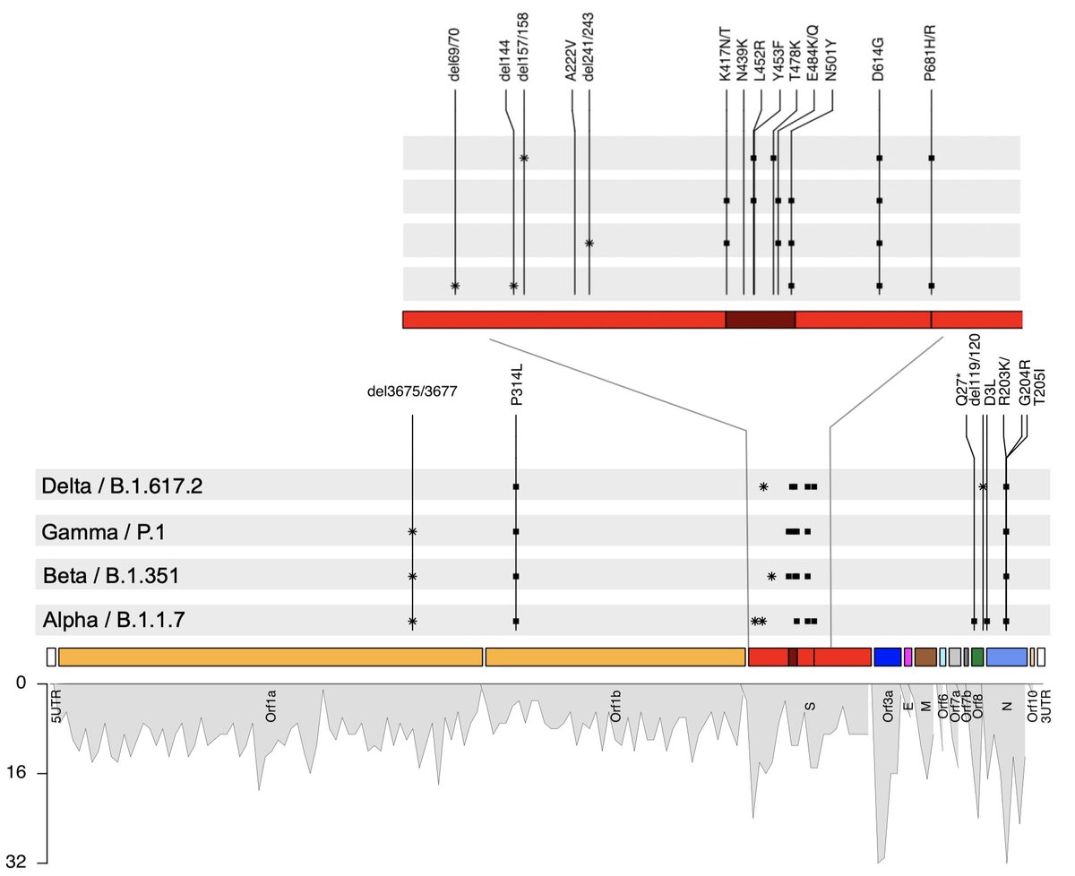 Lucy van Dorp (@lucyvandorp) on Twitter photo Our review on #SARSCoV2 genomics now available as open access pre-proof in Current Opinions in Virology ➡️tinyurl.com/eyk47y26.
With thanks to co-authors <a href="/DrCJ_Houldcroft/">Dr Charlotte Houldcroft</a>, Damien Richard and <a href="/BallouxFrancois/">Prof Francois Balloux</a> <a href="/UGI_at_UCL/">UCL Genetics Institute</a> Our review on #SARSCoV2 genomics now available as open access pre-proof in Current Opinions in Virology ➡️tinyurl.com/eyk47y26.
With thanks to co-authors <a href="/DrCJ_Houldcroft/">Dr Charlotte Houldcroft</a>, Damien Richard and <a href="/BallouxFrancois/">Prof Francois Balloux</a> <a href="/UGI_at_UCL/">UCL Genetics Institute</a>