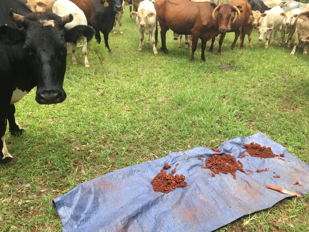 markewitz's tweet photo. Critical stakeholders engaging in discussion of soil and ecosystem carbon storage in pastures https://t.co/WB52KYqhnz