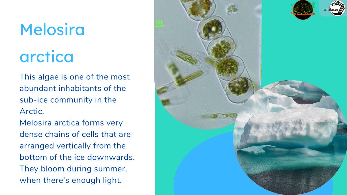 popmicrobiology's tweet photo. Melosira arctica #algae #microbiology #cold #toocoldtohandle #waytoocold #freezing #ice #iceberg #arctic #extreme #extremophiles #extremeenvironments #microbiology #green #winter #night #order #science #research #photosynthesis https://t.co/ICvWroILHv