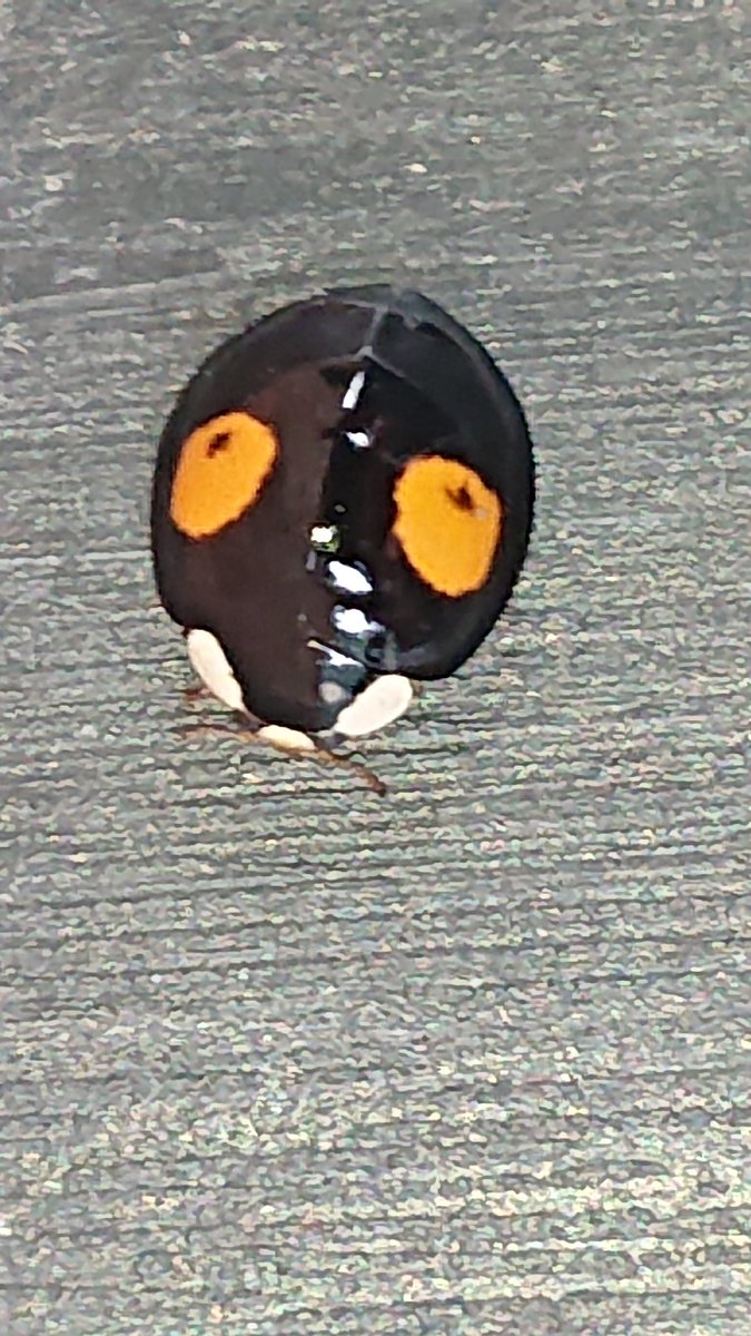 EngineerAtomic's tweet image. Harmonia axyridis I think. An unwelcome find in my new garden...