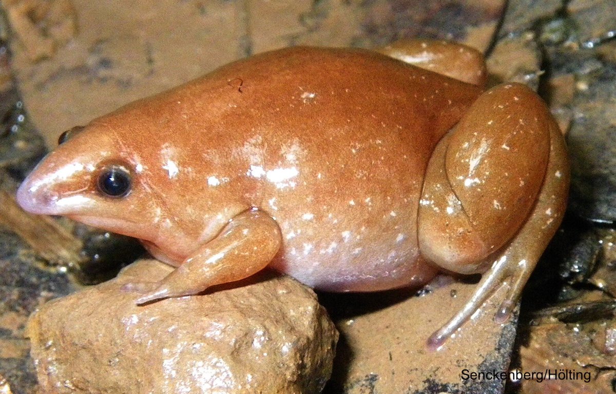 Have you heard of the newly discovered Zombie Frog (Synapturanus zombie)? 

They are named for the spooky conditions the researchers had to endure when searching for them, digging them out of the wet mud with their bare hands in the pouring rain!

What a unique looking new pal 🥰