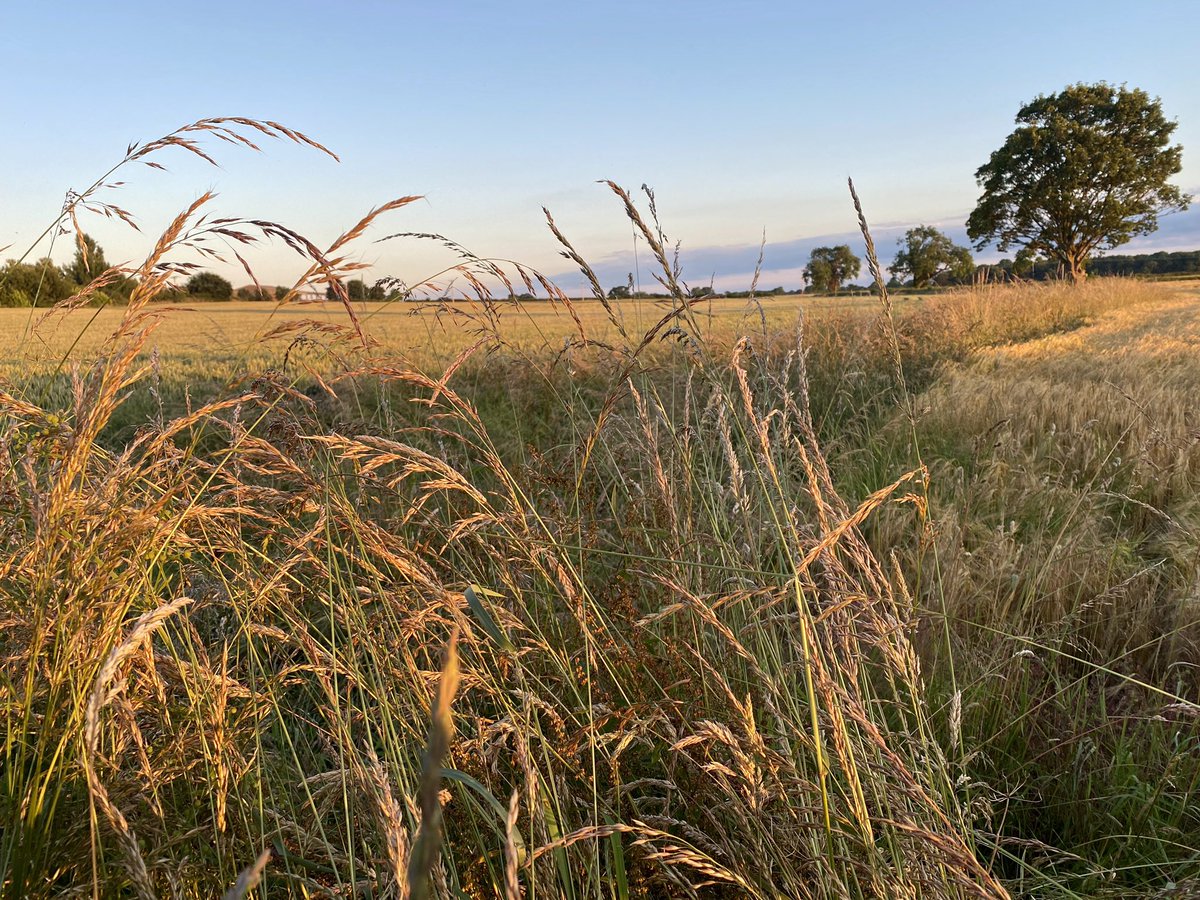 feel_paul's tweet photo. #itsgrimupnorth #sunset #exercise #stroll #photo #distraction #rural #lifestyle #wildfowl @RamblersGB #countryside #arable #farming #vegetation #makeithappen #keepitcountry #farawayfromthemaddingcrowd #godsowncounty #highcatton @sbib_bloom @East_Riding @Welcome2Yorks #Yorkshire https://t.co/wZV1nGGGPo