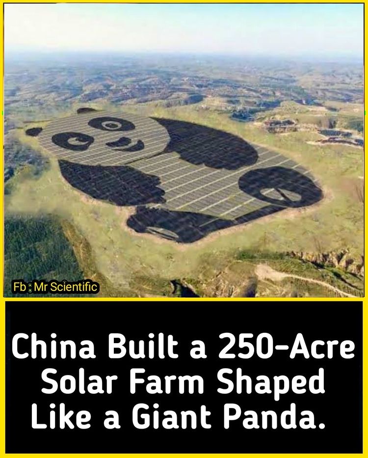 The cutest solar farm. Via: 📷 mrscientific #environment #solarfarm #brainsharper