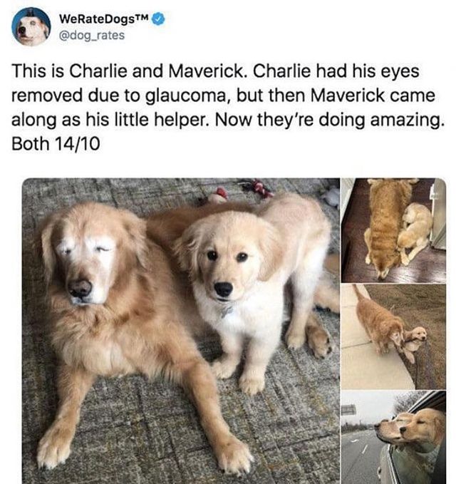 Best pals ❤️🐶    
Via: 📷 weratedogs
#supportdogs #bestfriends #ninjajournalist