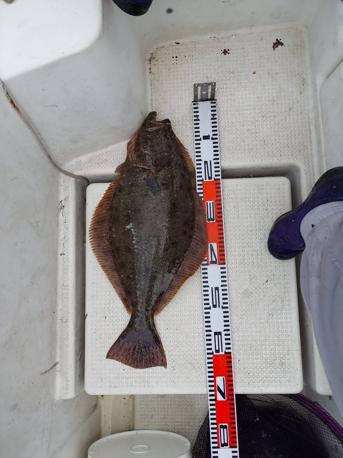 流石に読める 鮃 平らな魚で何と読む 読めたらすごい魚漢字クイズ Sotokoto Online ソトコトオンライン 未来をつくるsdgsマガジン