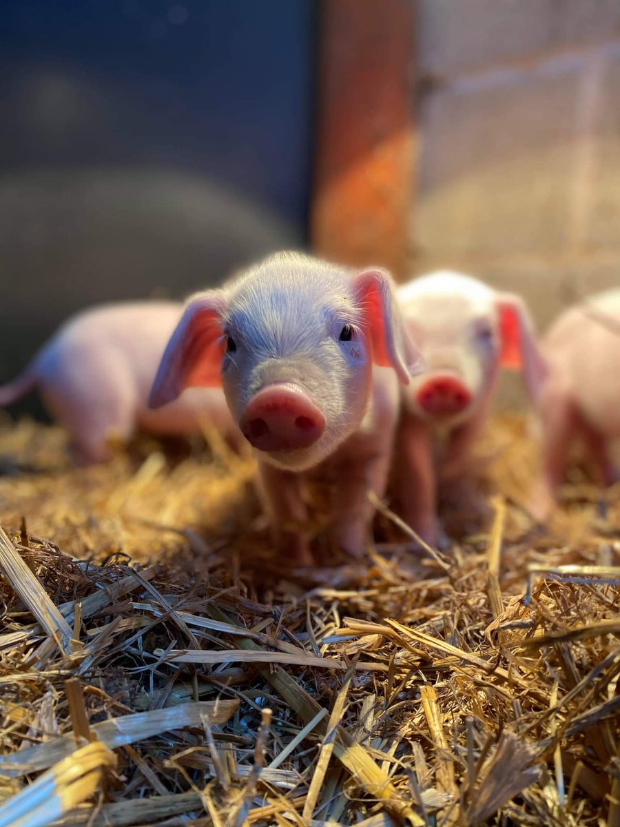 Pop By And See The Animals! It's finally starting to feel like summer and these piglets are enjoying every second of sunshine. Whether your browsing the farm market, picking fruit out in the fields, or sitting down for a bite to eat, why not say hello to our adorable animals?