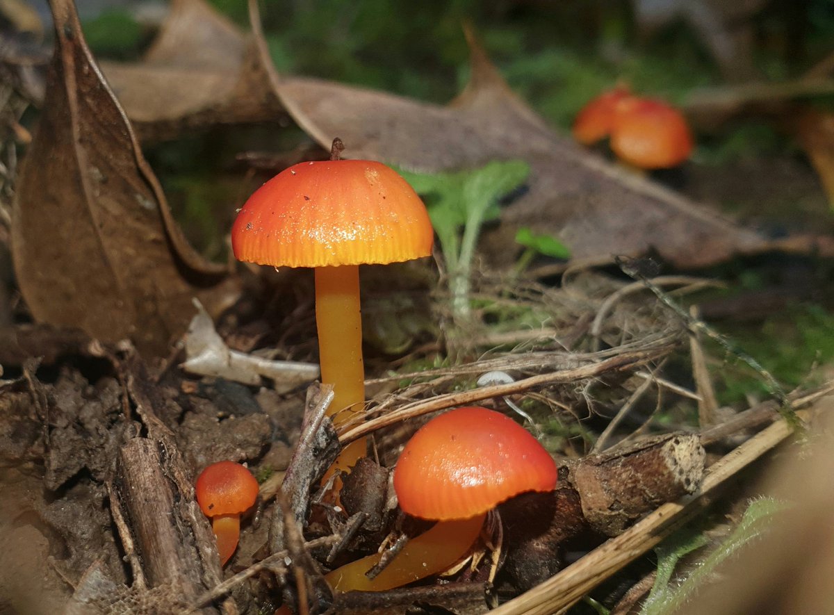 BeltonDan's tweet photo. It's like a mini autumn in our local woods at the moment, panthercap, stinkhorn and 2 I need to look up. Makes me SO happy foraging in the undergrowth for mushrooms, covered in mud and spider webs and twigs in my hair like Radagast😃🍄 https://t.co/fjgm6n0ahF