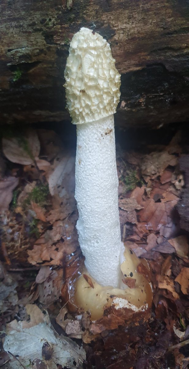 BeltonDan's tweet photo. It's like a mini autumn in our local woods at the moment, panthercap, stinkhorn and 2 I need to look up. Makes me SO happy foraging in the undergrowth for mushrooms, covered in mud and spider webs and twigs in my hair like Radagast😃🍄 https://t.co/fjgm6n0ahF