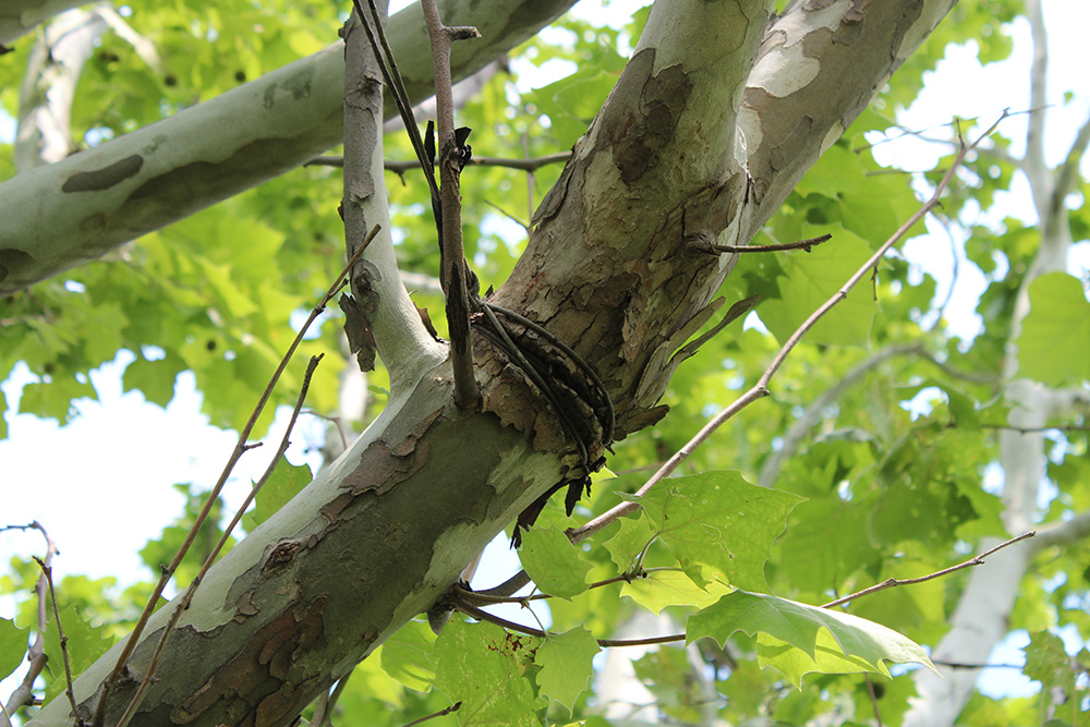 KY Plant Disease tweet media
