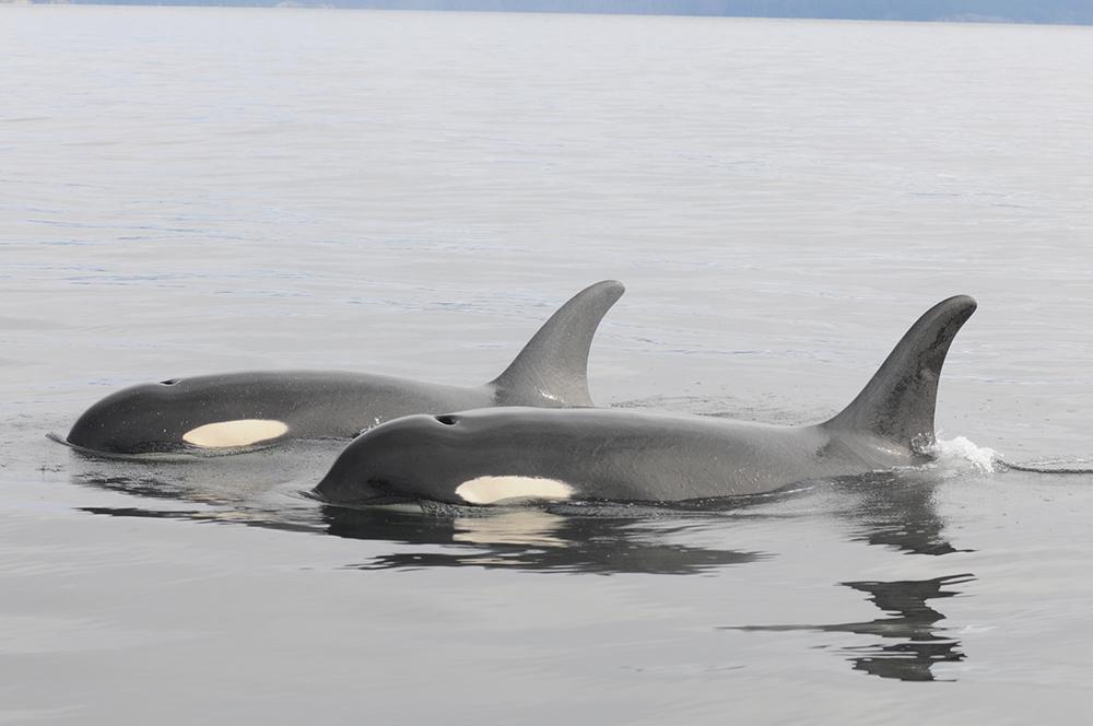 NMNH's tweet photo. #DYK different populations of orcas tend to make their meal choices based on their locations—salmon in waters off the Pacific Northwest, herring in waters off of Europe and minke whales in waters off Antarctica. #OrcaDay
https://t.co/TTB0MUssAp https://t.co/YfUugo8K1F