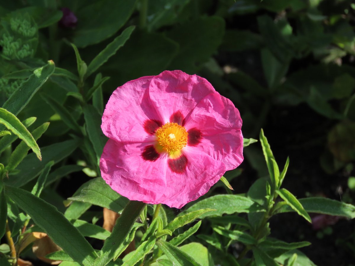 I bought this from the supermarket earlier this year. Not bad for £2!!!
#gardening