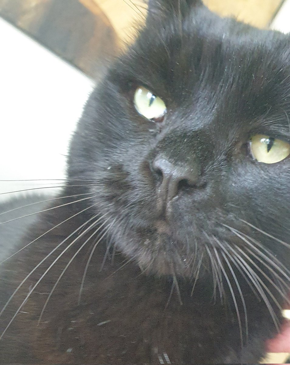 RaymondGoodCat's tweet photo. #whiskerswednesday #cat #me #Iamacat #MyNameIsRaymond #IHaveWhiskers #AndItIsWednesday https://t.co/nyrjc8p7A9