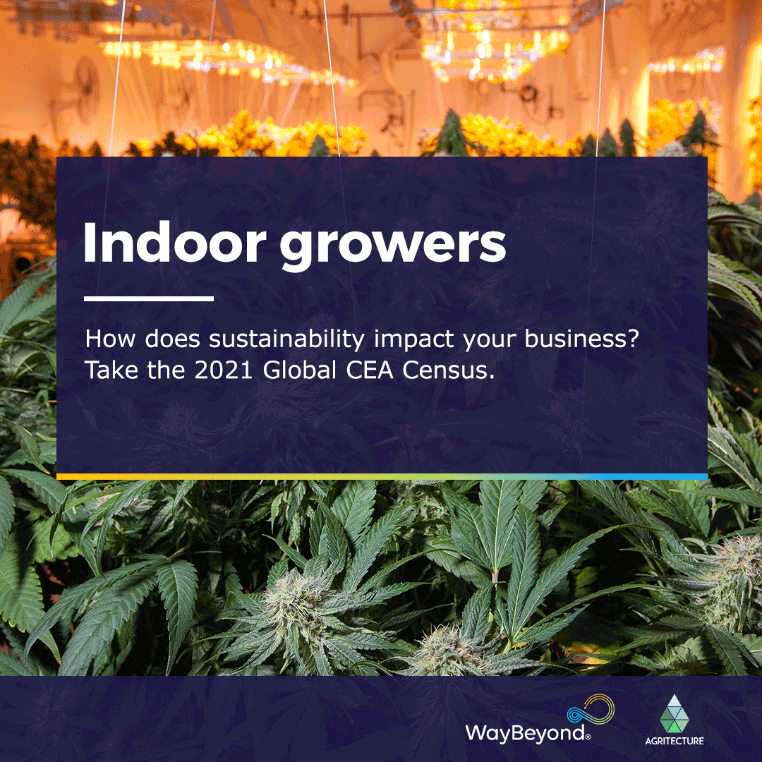 All you indoor growers - how green is your green? Our Partner <a href="/WayBeyond_io/">WayBeyond</a> is running the 2021 Global CEA Census with <a href="/agritecture/">AGRITECTURE</a> this year and the focus is on sustainability. Share your thoughts and represent your sector in the final report.

👉 hubs.ly/H0SdZfX0
