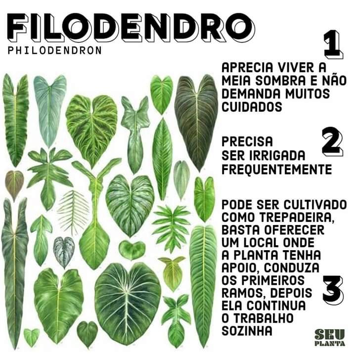 SeuPlanta's tweet photo. Descomplicando para vc que quer plantas fáceis de cuidar e que se adaptam à casas e apartamentos com tranquilidade.

https://t.co/lVKFKP7liS

#seuplanta🍀 #plantasdeapartamento #plantasdecasa #meujardim #paisagismoresidencial #confortovisual https://t.co/HwaRp5qXou