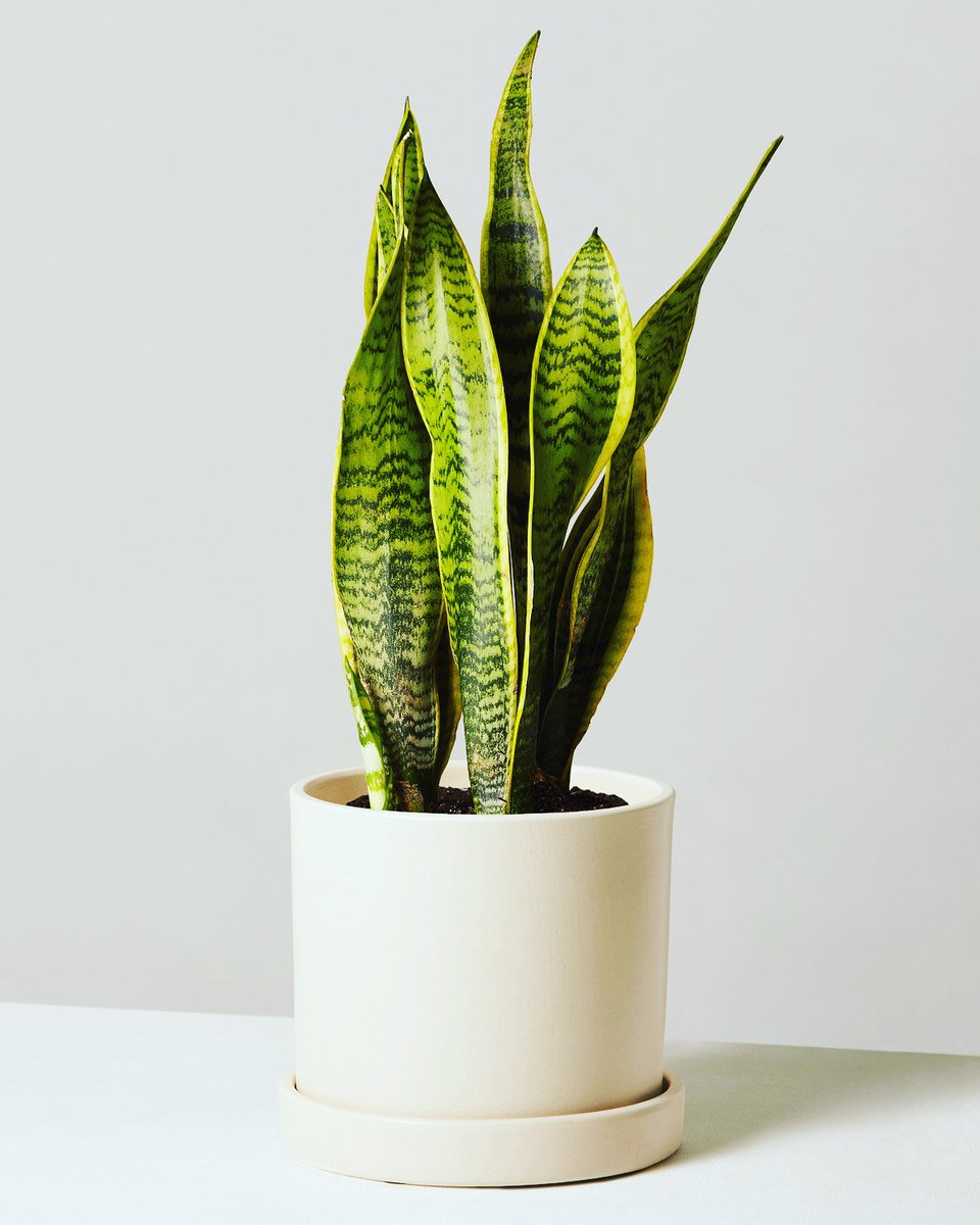 Sparklefreshnes's tweet image. One of the best snake plant health benefits is making its small contribution to eliminating toxic air pollutants. Other than CO2, it can absorb benzene, formaldehyde, xylene, and toluene. These cancer-causing pollutants are harmful to our health.
#SnakePlants #SparkleFreshness