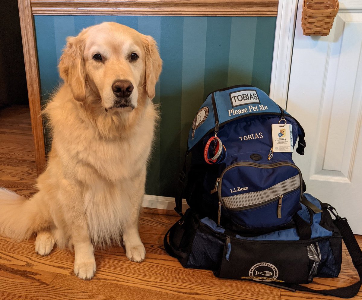 dog_rates's tweet image. This is Tobias. He and his comfort dog friends visited Surfside, FL this week. They brought their “please pet me” vests and handed out mini stuffed comfort dogs, so first responders and families who lost loved ones can continue to receive hugs whenever they need. 15/10 for all