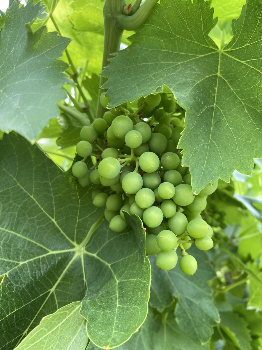 pentelines's tweet photo. #veraison #coulure #pluie la route est longue 😱 @domainedepentelines @vins_rhone @vigneronindep #cotesdurhonevillagegadagne #vinbio #organicwine #frenchwine #syrah #grenache #carignan #marselan #cinsaut #mourvedre #roussanne #clairette #counoise #marsanne #ugniblanc https://t.co/X6ORJAPKxd