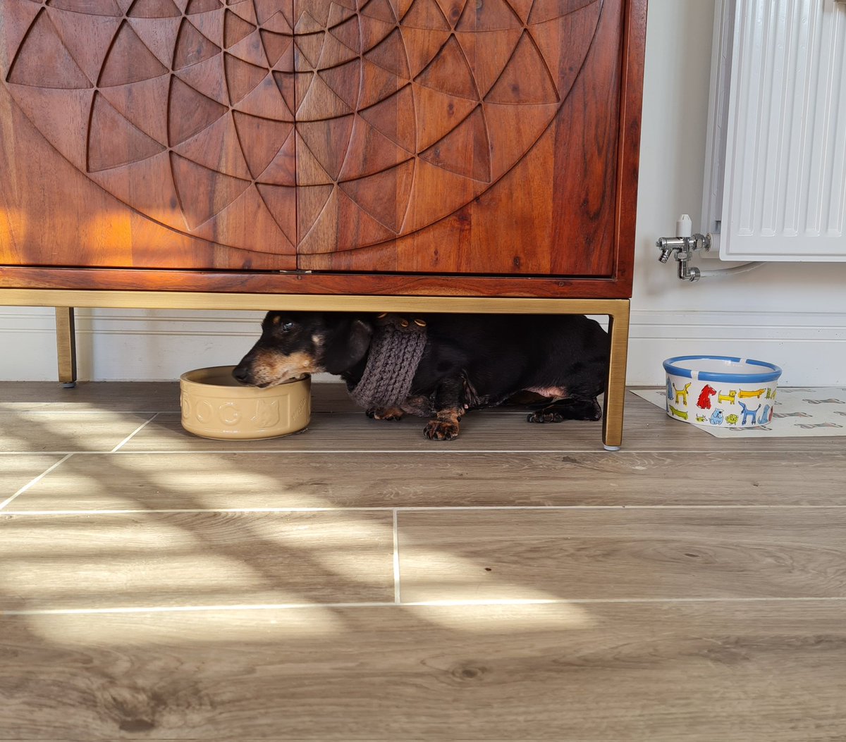 Greedy beast took her bowl for a walk. Now stuck.

#dachshund #sausagedog #doxie #teckel #wienerdog #sausagearmy #minidachshund #dachshunds #miniaturedachshund #dackel #doxielove #weinerdog