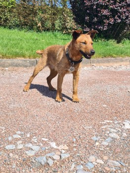 millypod1's tweet photo. 🆘10 JULY 2021. BILLIE #Lost #ScanMe
Lakeland Terrier Female
#Ryeford #HR9 #RossOnWye #Herefordshire on our farm - Wharton Farm, north of #A40, lost about 6pm
SIGHTINGS PLZ ☎️07722334098/ 07812209264
https://t.co/or7jRyICWg https://t.co/ohXz2qqBnu