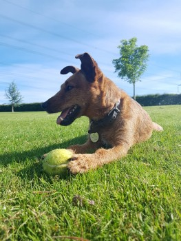 millypod1's tweet photo. 🆘10 JULY 2021. BILLIE #Lost #ScanMe
Lakeland Terrier Female
#Ryeford #HR9 #RossOnWye #Herefordshire on our farm - Wharton Farm, north of #A40, lost about 6pm
SIGHTINGS PLZ ☎️07722334098/ 07812209264
https://t.co/or7jRyICWg https://t.co/ohXz2qqBnu