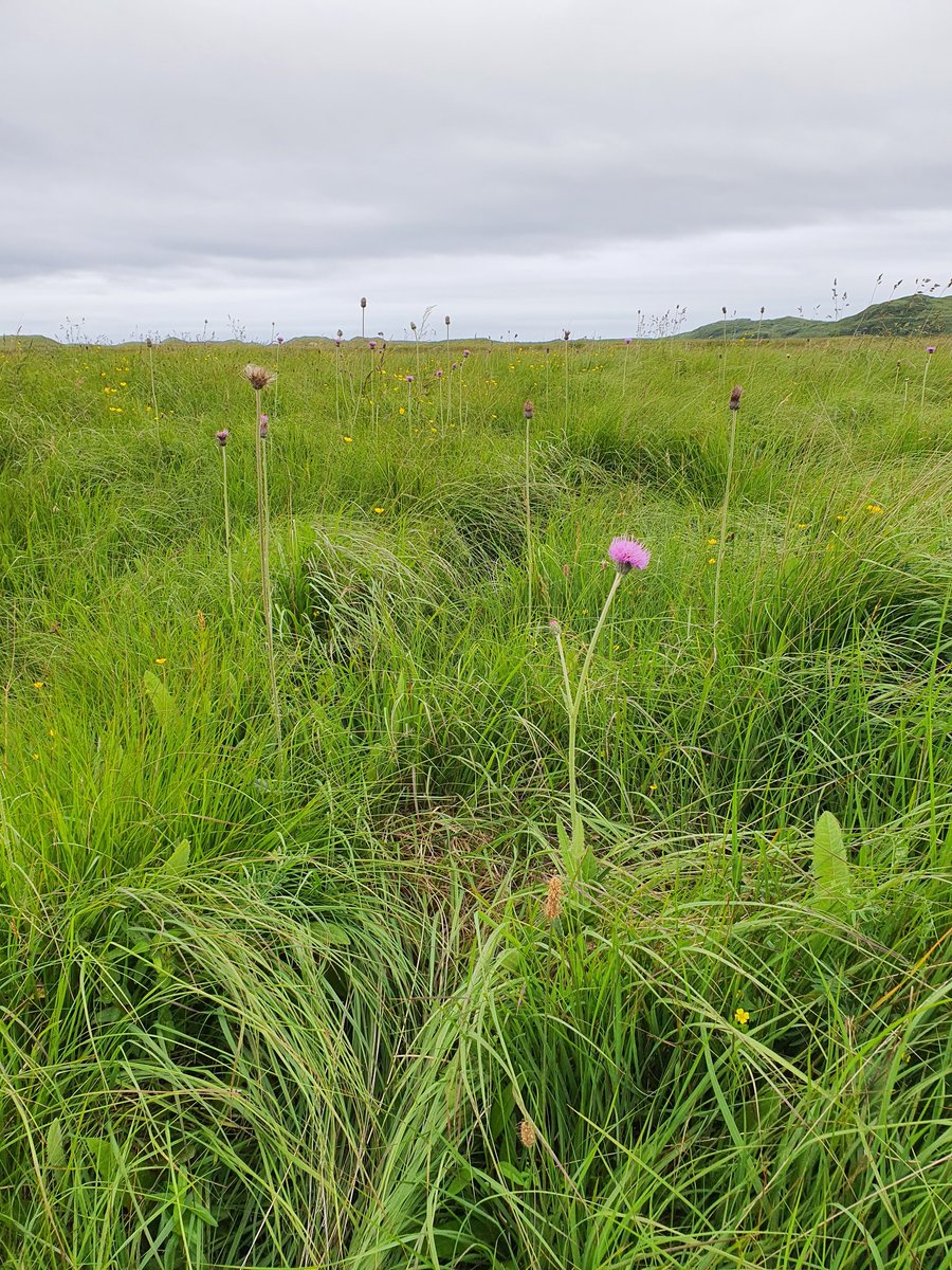 Irish Semi-natural Grasslands tweet media