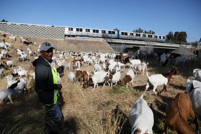 The Spanish-Boer cross goats, contracted from a herding business, chomped away at the dry brush on a steep hillside, the type of terrain that can be hazardous to human groundskeepers using mowers, weed whackers and other power tools. // Read the story: l8r.it/WG1J