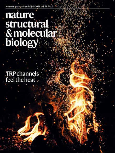 AlexanderSobol6's tweet image. Happy to be on the cover of NSMB! Structural mechanism of heat-induced opening of a temperature-sensitive TRP channel TRPV3. nature.com/articles/s4159… rdcu.be/cnZQ3 @CryoEM_PNCC @kirillnadezhdi2 @arthurCantab @EZakharian @ViktorieVlacho2