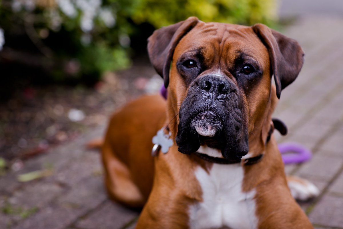 Our site in #beckenham is looking great this time of year. Couldn’t resist but bringing the team mascot along for some “help!” #groundsmaintenance #propertymanagers #managingagents