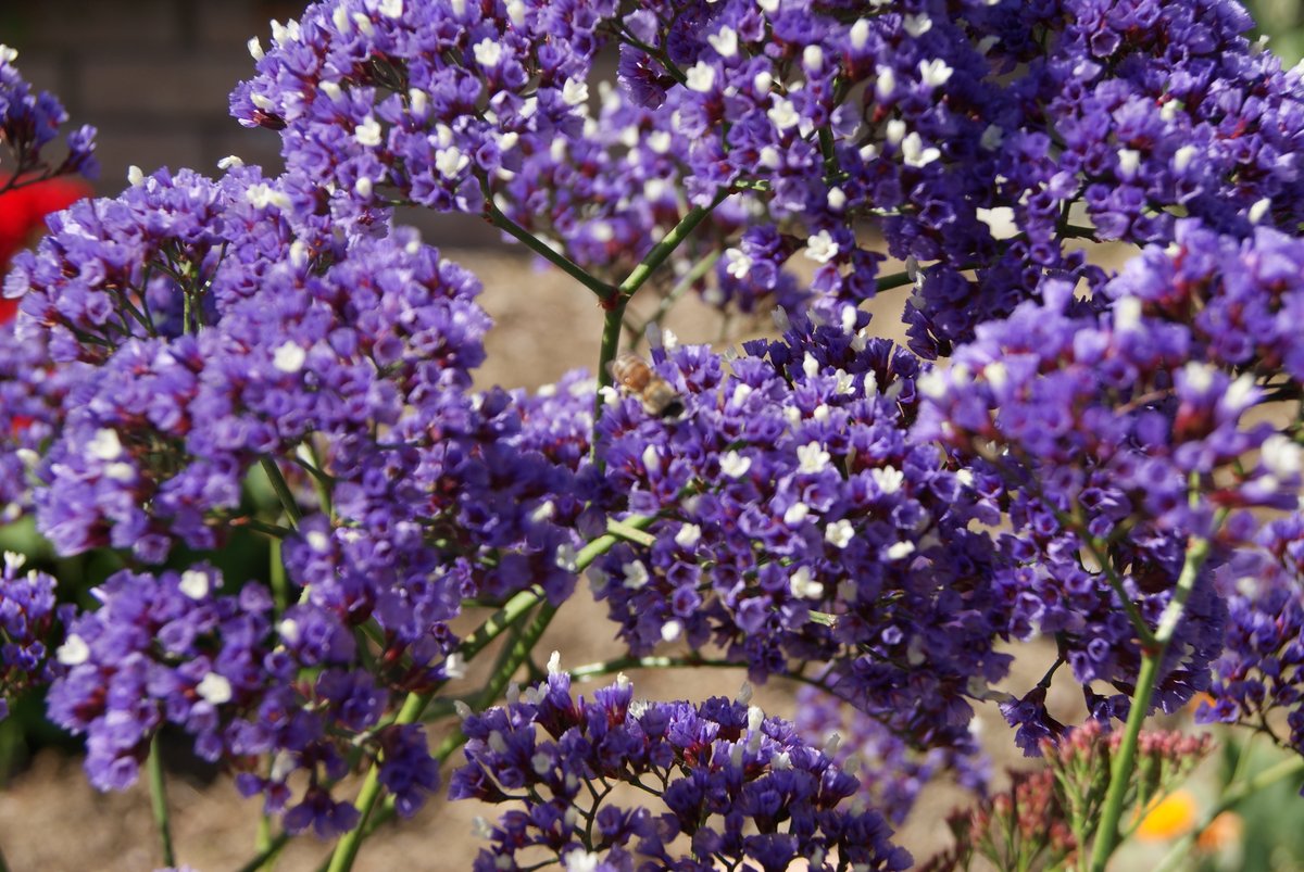 COGWaterPower's tweet photo. There are hundreds of different CA friendly plants that can transform your garden, and the best way to get an idea of what your garden can look like is by using our Water Wise Gardening website. Visit https://t.co/ZcQyrkKrwx #myglendale #waterconservation #CAfriendly https://t.co/VEK6HRvjpQ