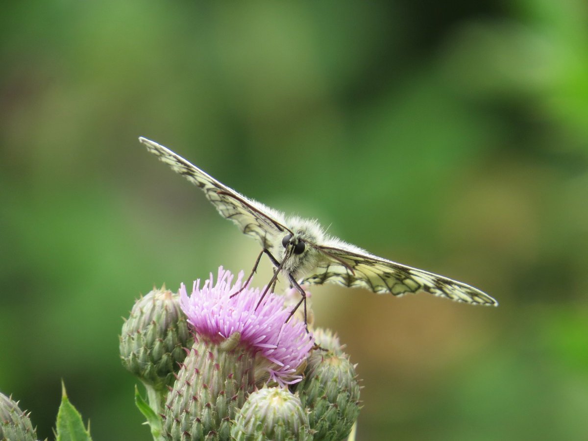 Crohnoid's tweet photo. With the sun coming out so did the butterflies. Saw this lovely Marbled White out on our walk yesterday.
#britishwildlife #britishinsects #closeupphotography #macrophotography https://t.co/kAKciPCfDf