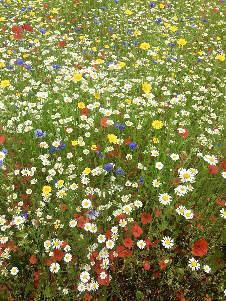 JulieBertagna's tweet photo. Glasgow Botanics wildflower meadow is blooming lovely.💚🌺 🌸 https://t.co/aY3o38jcuc