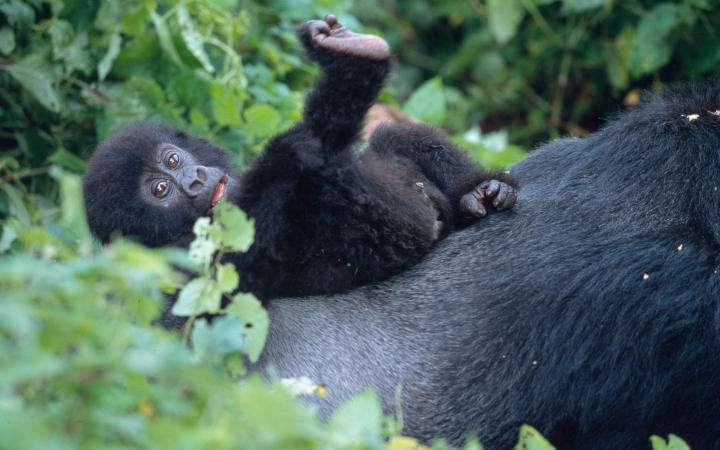 fareinta's tweet photo. Protégeons nos primates
Avec ces magnifiques images, il est important de rappeler que ces animaux, "ancêtres de l'homme " sont aujourd'hui de plus en plus menacés à travers le monde.
Les gorilles de mon village me manquent #Khokounia #Farenta
À bientôt avec mes bananes 🍌. https://t.co/ynzMXKAIKu