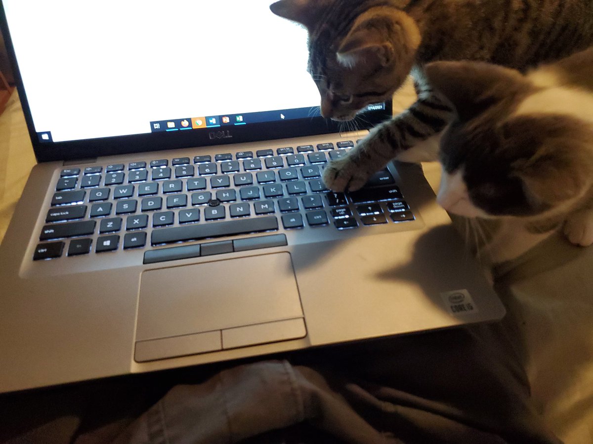 ProfTags's tweet image. It's happening again #KittyTA #CatsOfPoliSci