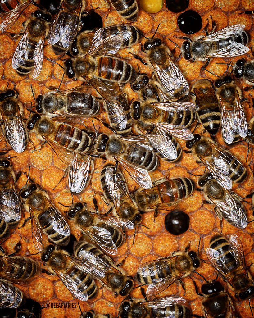 Close up of a frame 🐝 #beeapiaries
.
Canon EOS 7D, Canon EF-S 60mm f/2.8 Macro USM, f/10.0, 1/250 sec, 100 iso,
MR-14EX II Lite
.
#macro #closeup #microphotography #beekeeping #honeybee #honeybees #honeybee🐝 #apiary #bee #bees #macro_captures #beautiful #apiculture #savethebees
