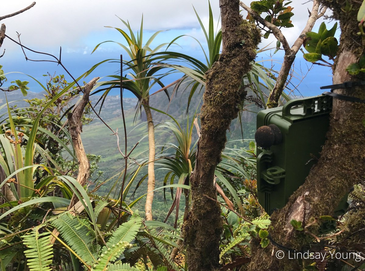Conservation Metrics (@cmi_santacruz) on Twitter photo Woah, this #SongMeter set up by <a href="/PacificRimCon/">Pacific Rim Conservation</a> has a spectacular view! This <a href="/audubonsociety/">Audubon Society</a> article shares how acoustic monitoring helped researchers at <a href="/PacificRimCon/">Pacific Rim Conservation</a> find Newell's Shearwaters and Hawaiian Petrels on Oahu. audubon.org/news/confirmed…
#conservationtechnology Woah, this #SongMeter set up by <a href="/PacificRimCon/">Pacific Rim Conservation</a> has a spectacular view! This <a href="/audubonsociety/">Audubon Society</a> article shares how acoustic monitoring helped researchers at <a href="/PacificRimCon/">Pacific Rim Conservation</a> find Newell's Shearwaters and Hawaiian Petrels on Oahu. audubon.org/news/confirmed…
#conservationtechnology