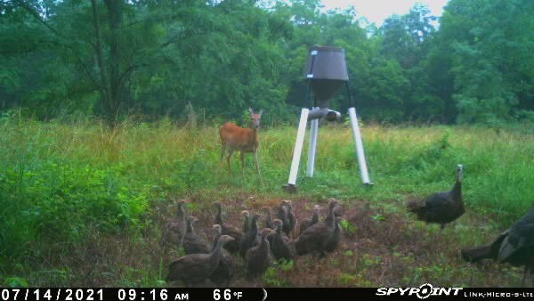 indyegg's tweet photo. I count 15 poults in this picture, future is bright. @Realtree @NWTF_official @SPORTSMANchnl @ https://t.co/PKnaHTFqS9