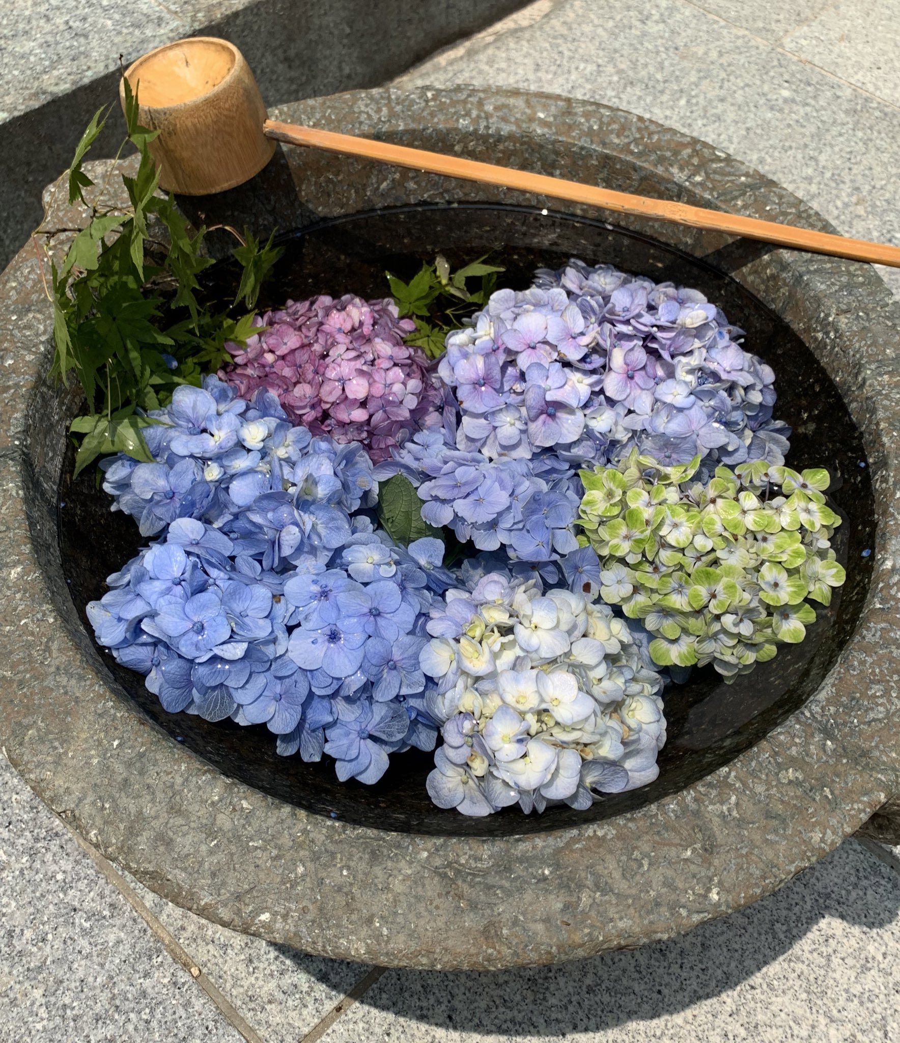 うっちゃんちゃん 今 あさイチで花手水 が話題ですが 福岡の妹の近くの神社 春日神社 コロナで行けないけれど紫陽花 の花手水忘れられないゎ あさイチ 花手水 T Co Xbsuqmsfmt Twitter うっちゃんちゃん 今 あさイチで花手水 が話題ですが 福岡の妹の近くの神社 春日神社 コロナで行けないけれど紫陽花 の花手水忘れられないゎ あさイチ 花手水 T Co Xbsuqmsfmt Twitter