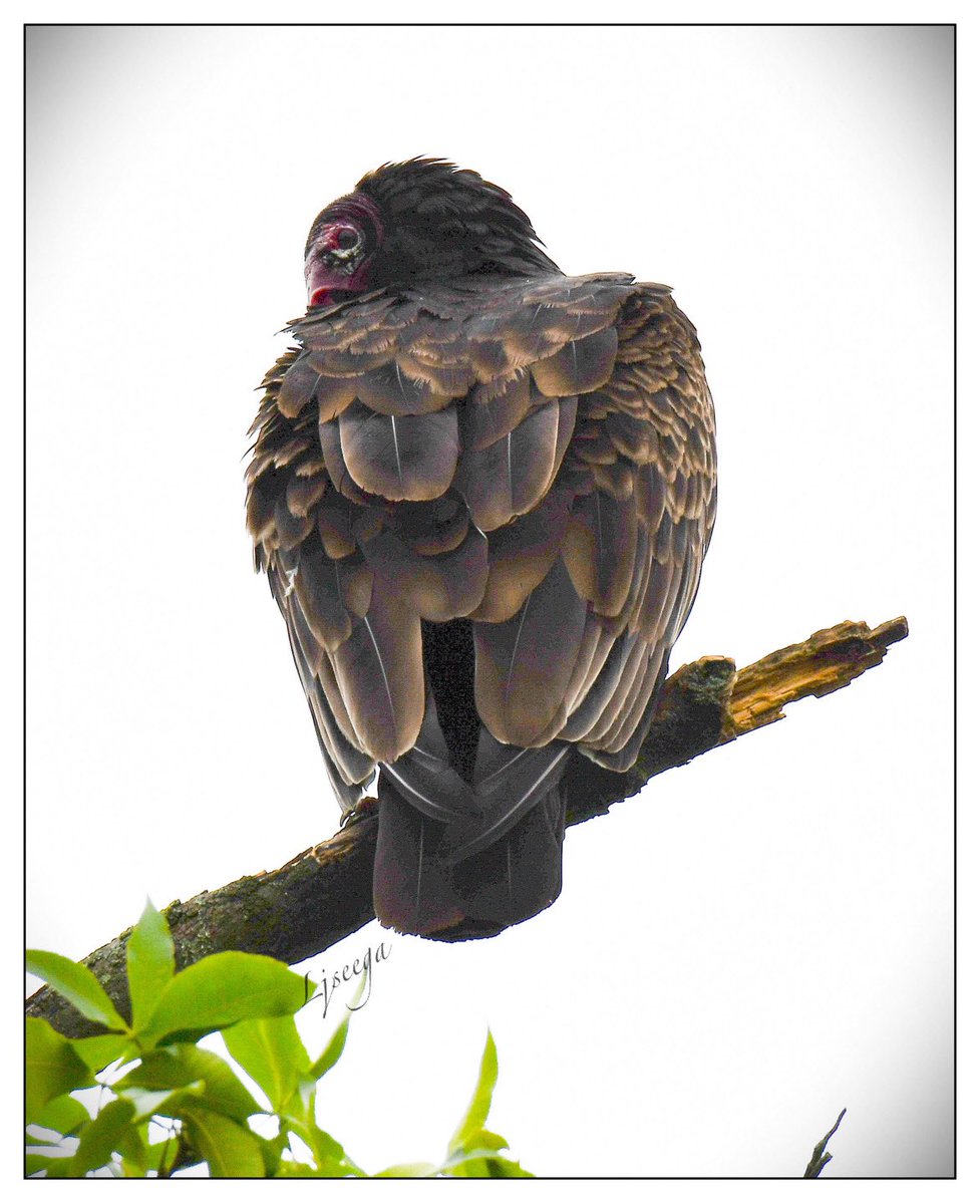 yankeelimner's tweet photo. Turkey vulture #cleanupcrew #birdsofNewEngland #nikonphotography https://t.co/0djz4S1s5w