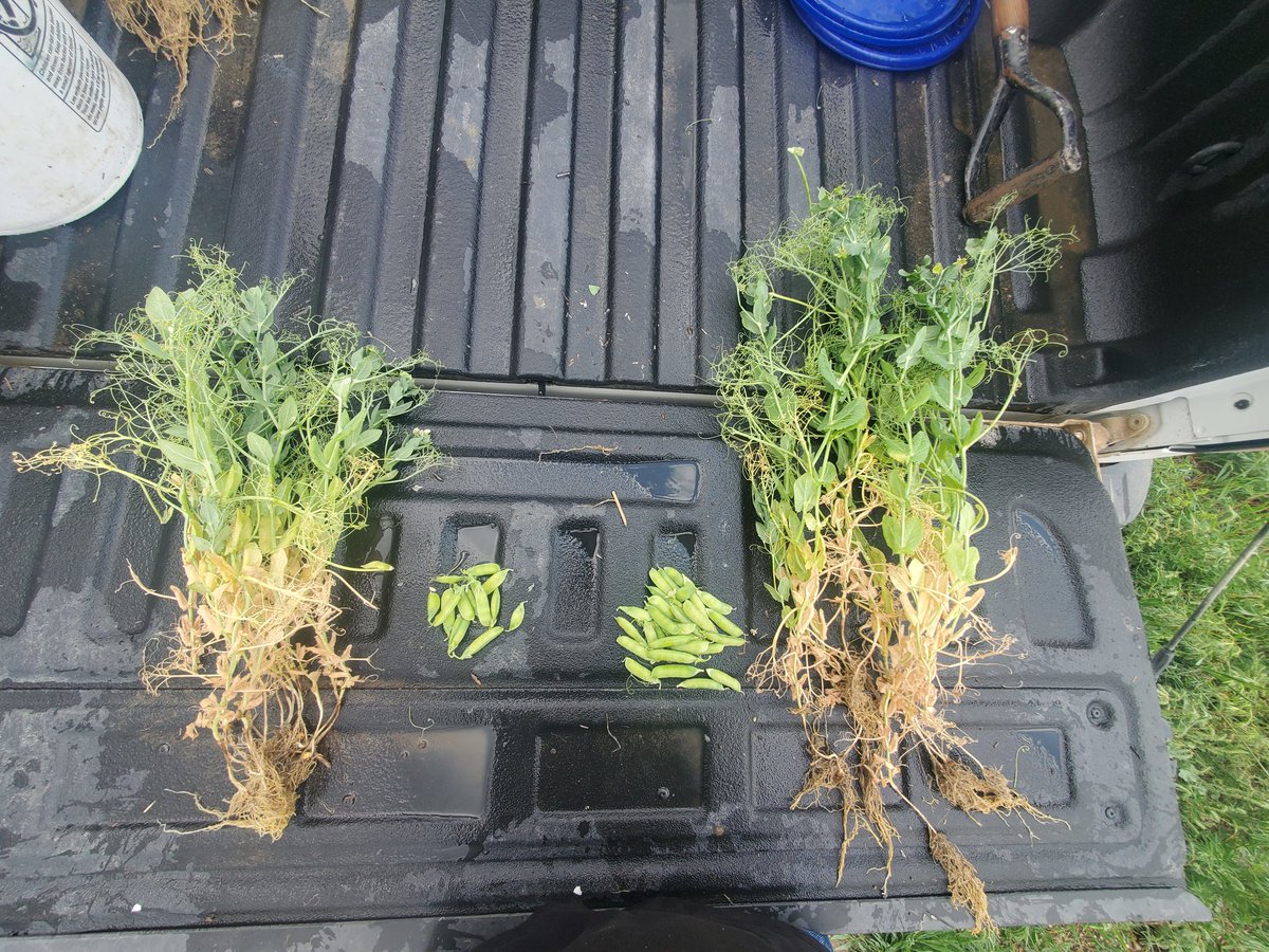 Trillex Evergol, protec, N-charge peat on both. Primacy Alpha sprayed on at herbicide timing. <a href="/verdesian/">Verdesian</a> #plant2021 <a href="/InnovativeAg/">IAP (Innovative Ag)</a> #saskag <a href="/Bayer4CropsCA/">Crop Science Canada</a>