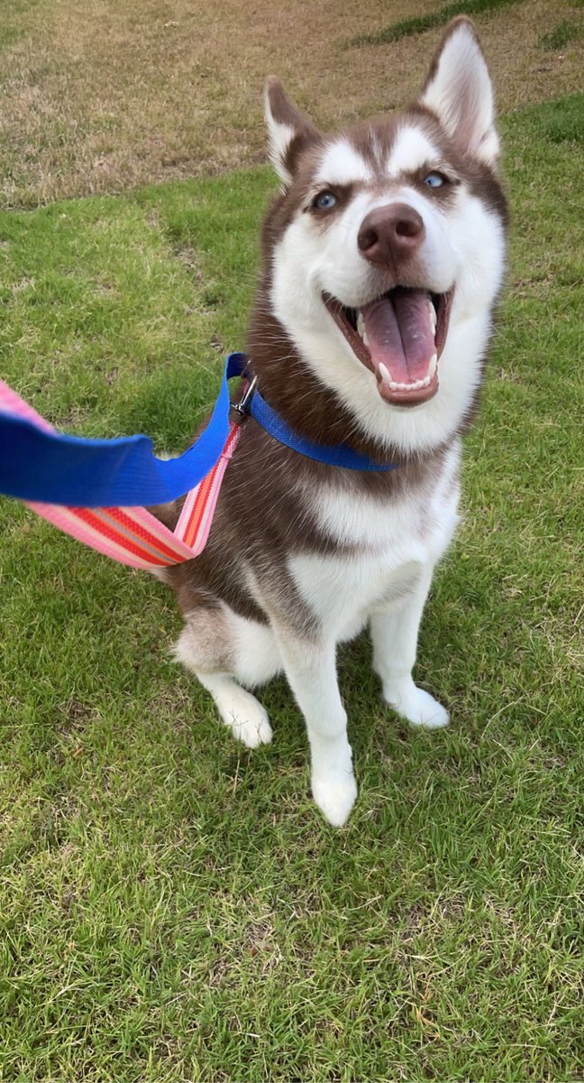 NEVER trust <a href="/Lowes/">Lowe's</a> with a contract. My fence was scheduled to be installed by May &amp; is delayed until AT LEAST September! I was required to pay up front &amp; cant get out of my contract! They are holding me hostage! How could you fail THIS badly?! #mydogneedsafence <a href="/MarvinREllison/">Marvin Ellison, Chairman & CEO of Lowe’s</a>