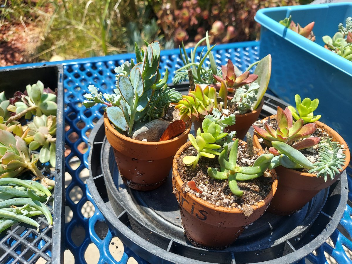 munkyt's tweet photo. Camp Cajon goes to the desert. We planted our own succulents, too! @BHandley4 @CajonValleyUSD @ChaseTigers https://t.co/bxdEnphURu