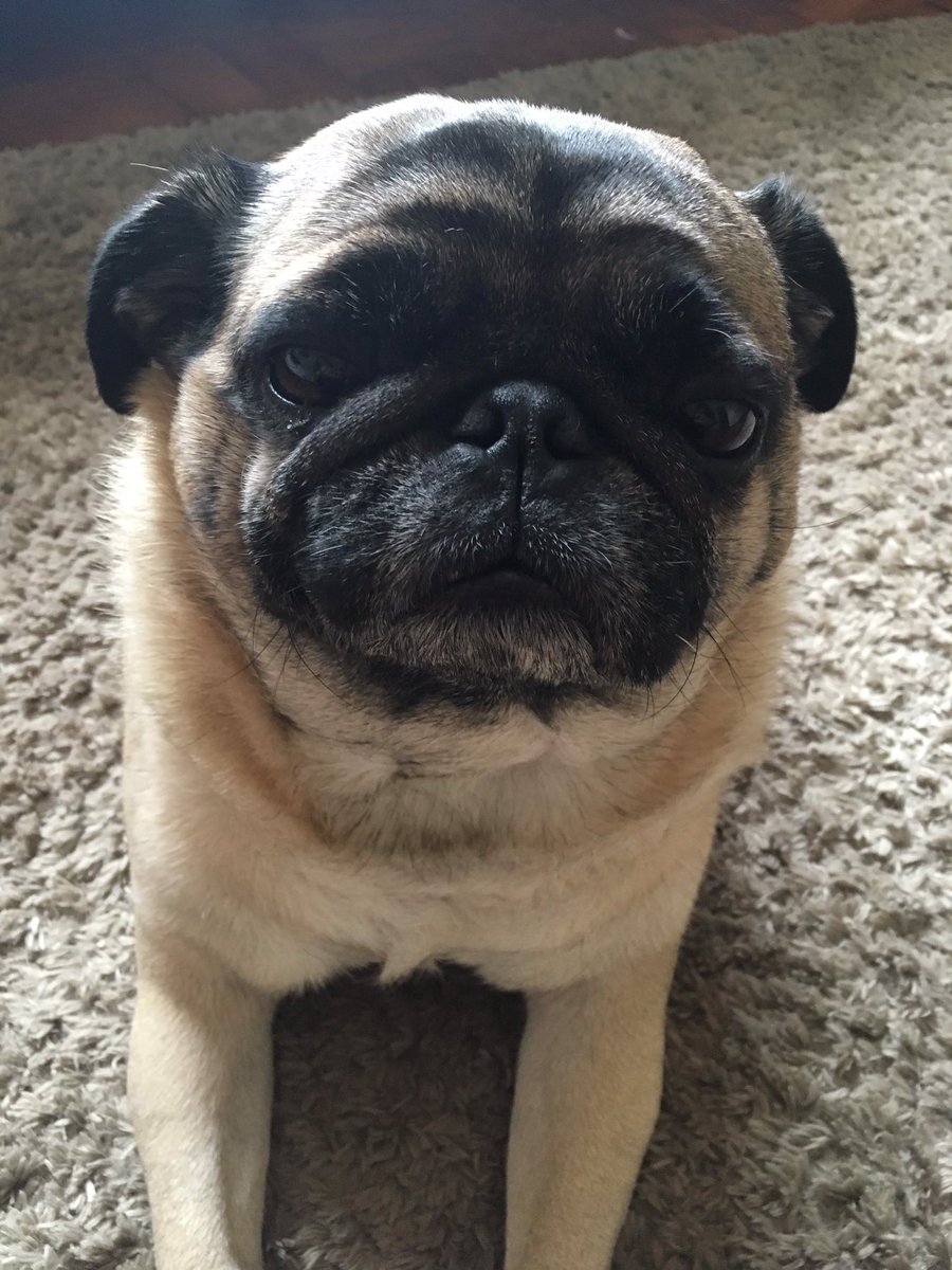 JisooBrasil's tweet photo. Oi pessoal, tudo bem? Não queria trazer esse assunto pra fanbase por ser algo pessoal, mas espero que vocês não se importem.
O meu cachorro vai precisar fazer uma cirurgia pra remover um tumor e pra conseguir o dinheiro vou precisar vender minha coleção do BLACKPINK. https://t.co/ZCw9OSdzZ8
