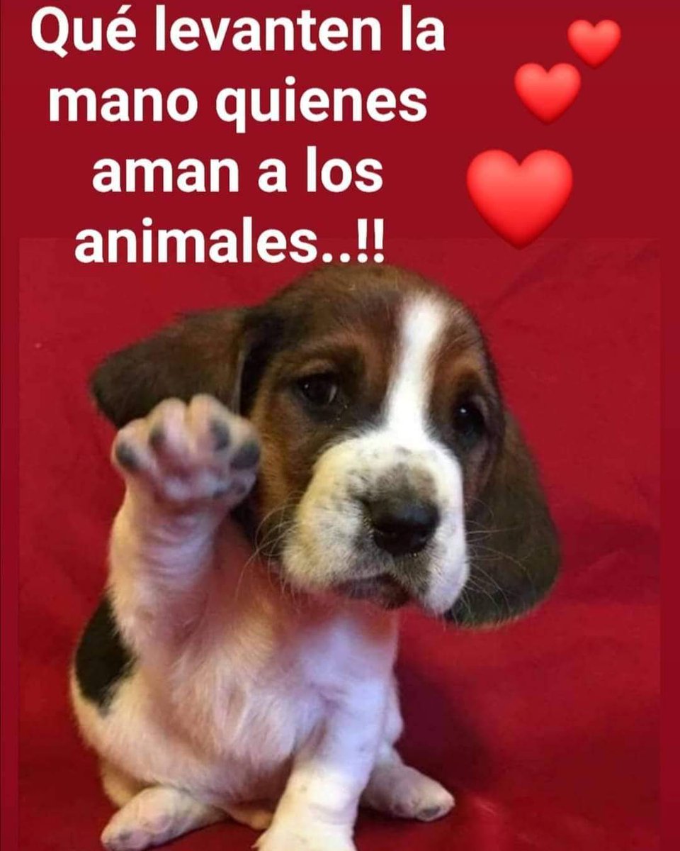Periodico2015's tweet image. ❤🐕❤#No Maltrates a los Perritos y dales el paso cuando los veas cruzar avenidas o calles. Ellos también #Sienten, nada más que no hablan.❤🐕❤