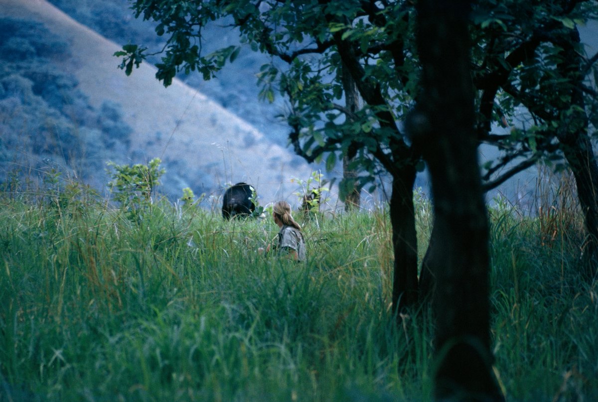 InsideNatGeo's tweet photo. It's #WorldChimpanzeeDay and the anniversary of when #JaneGoodall first arrived in Gombe! Jane began her studies 61 years ago, launching her journey as the conservationist whose groundbreaking discoveries shaped our understanding of what it is to be human. @janegoodallinst https://t.co/OBr3BLCFyF