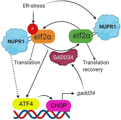 FEBSJournal's tweet photo. NUPR1 interacts with eIF2α and is required for resolution of the ER stress response in pancreatic tissue
✏️By Maria Teresa Borrello, Juan Iovanna and colleagues @Inserm @WesternU
🔗https://t.co/WrNdzsiWvZ
#ER #eIF2 #pancreas https://t.co/Y8yUEdLcok