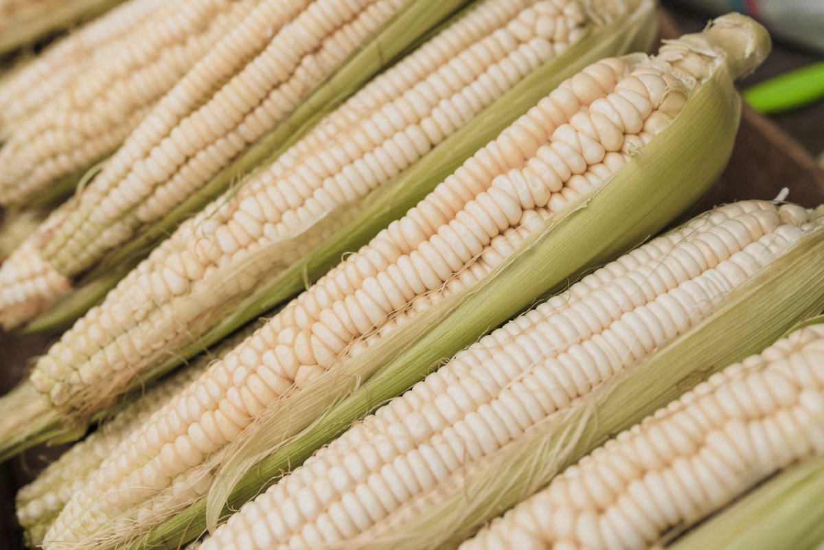 generalproduce's tweet photo. Grilled or roasted. A Summer favorite!
#corn #whitecorn #summer #summerstaple #grilled #boiled #local #localcorn #vierrafarms #GandS #cagrown https://t.co/p9hPCVKf4a