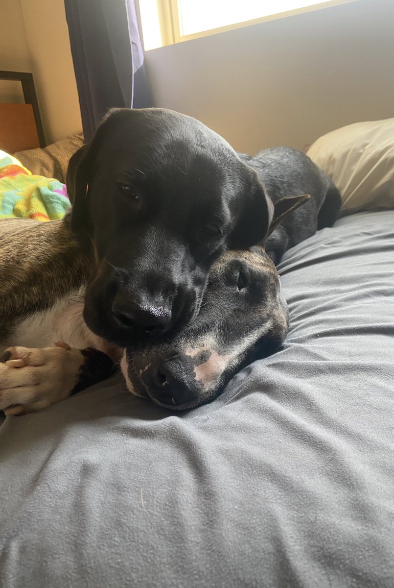 uhhmargo's tweet photo. best friends https://t.co/J6oDViNeZI