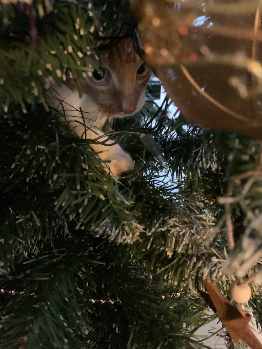 miriambaks's tweet photo. @Poldermanie Mijn vrouw heeft de kerstboom opgezet en hangt in de ballen! #pfizer2 🤷♀️ https://t.co/Wukupfng7D
